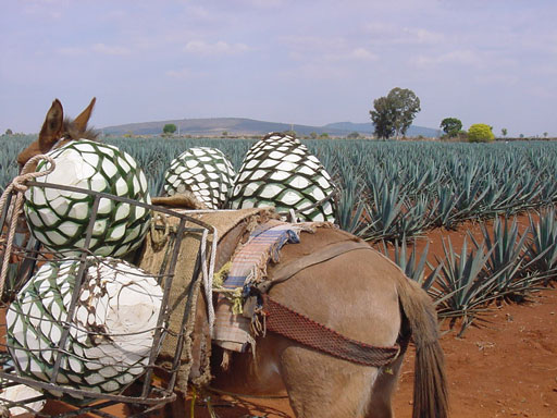 Teach-Abroad-Mexico-Tequila-Tour
