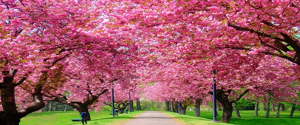 spring cherry blossom