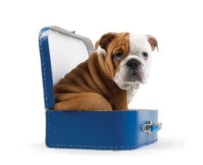teaching english abroad with pets dog