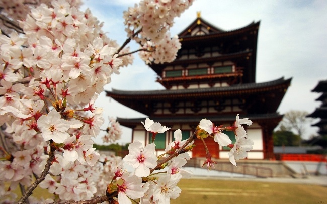 Cherry Blossom Season in Japan Cherry Blossom Season in Japan