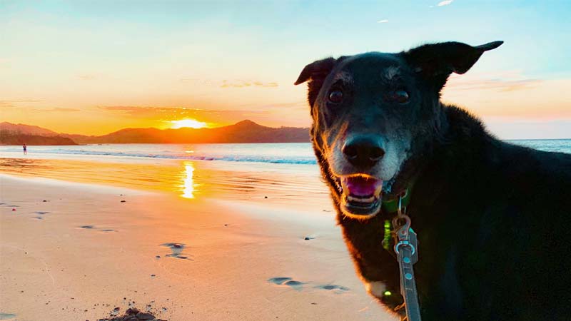 teaching English abroad with a pet TEFL