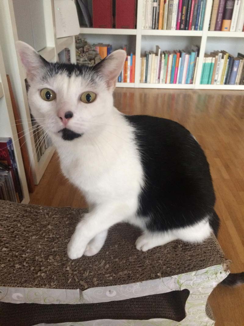 House Sit in Europe and Teach English Online